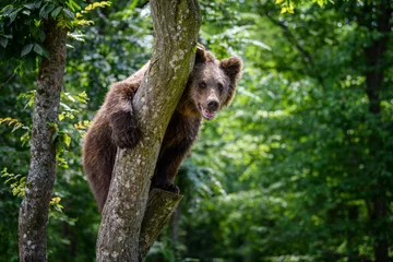 Foto op Aluminium Wild Brown Bear (Ursus Arctos) in the summer forest on tree. Animal in natural habitat © byrdyak