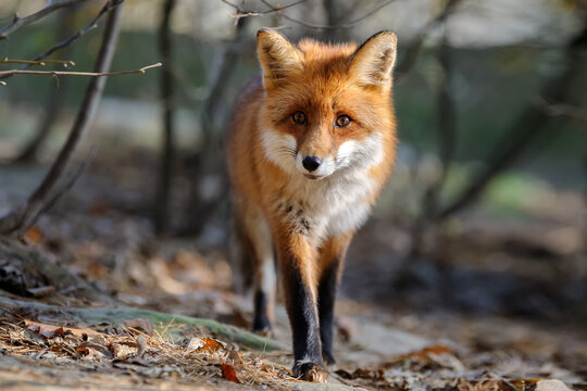 Red fox, vulpes vulpes, small young cub in forest. Cute little wild predators in natural environment.