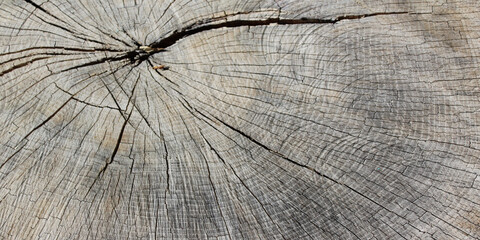 Fototapeta premium wood texture