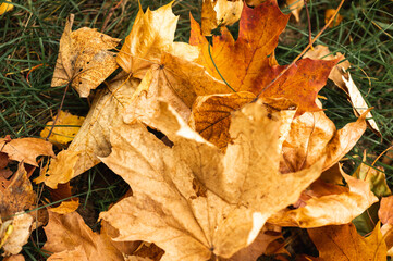 autumn yellow leaves, background, close-up. Golden autumn