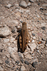 Grasshopper on gravel