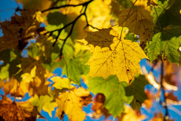 Fototapeta na wymiar Herbstfärbung im Laub, Blätterfärbung