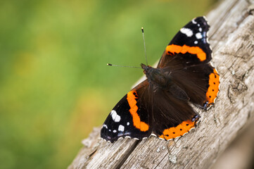 A colorful admiral butterfly sitting on a wooden surface. Selective focus. Natural background texture