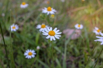 Closeup of common daisies (Bellis perennis) in a field © Jose Maria Perez Rodriguez/Wirestock Creators