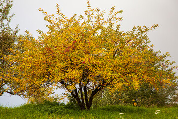 Herbstfärbung im Laub, Blätterfärbung