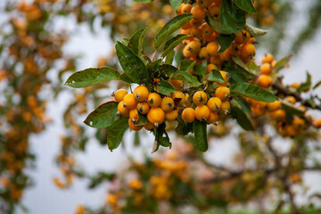 Herbstbeeren und Kirschen im Park