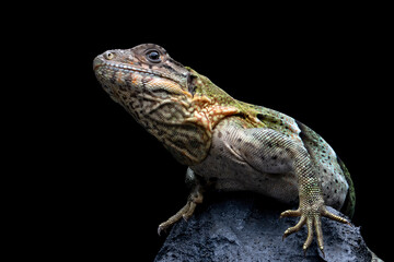 Ctenosaura similis Closeup on stone with isolated background, Ctenosaura similis lizard closeup 