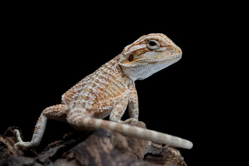 Closeup Bearded Dragon on wood with isolated background, Bearded Dragon closeup 