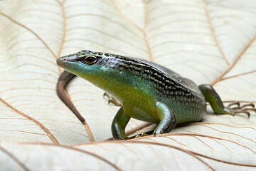 Olive Dasia Tree Skink lizard closeup on wood with isolated background