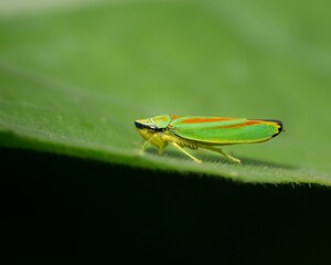 Macro shot of a green insect on a leaf against blurred background