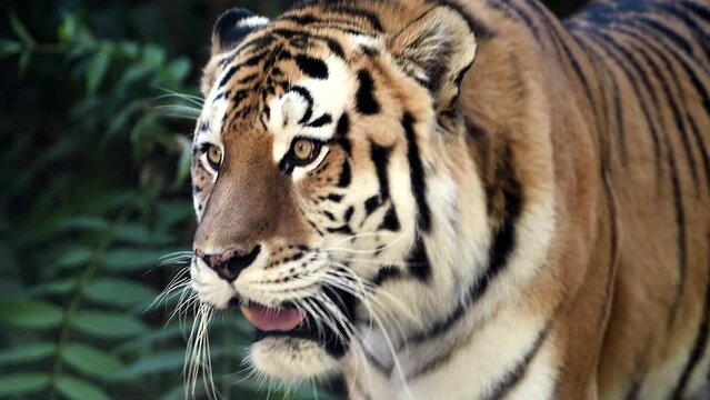 4k120 fps super slow motion video of big male Siberian tiger, panthera tigris altaica walking in forest, hunting in national park in morning sun rays, filmed on Nikon z9 high quality 8k camera