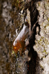 Gummosis on cherry tree 