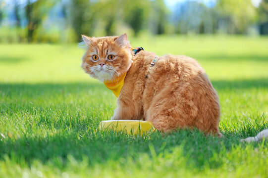 Long Haired Cat Having Rest At The Lawn After Dinner