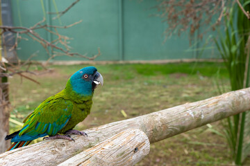 Pajaro verde, tronco de madera