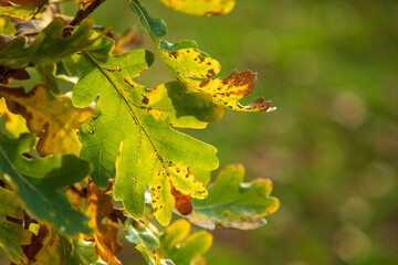 Herbstfärbung im Laub, Blätterfärbung