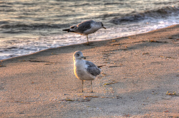 seagulls in the morning