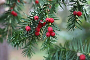 Taxus baccata, european yew.  Conifer shrub with poisonous  red berry.