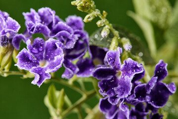 Obraz premium purple flowers with dew drops on a green background