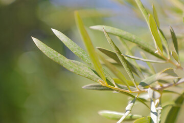 Detail of leaves on olive tree