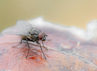 fly on leaf