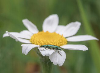 Fototapeta premium bee on a flower