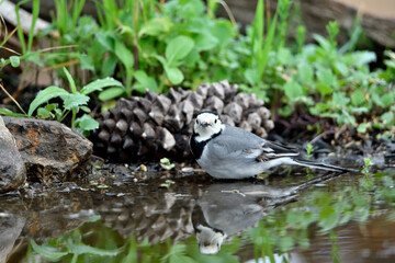 lavandera blanca​ o aguzanieves  bebiendo bañándose y comiendo en el estanque del parque (Motacilla alba)