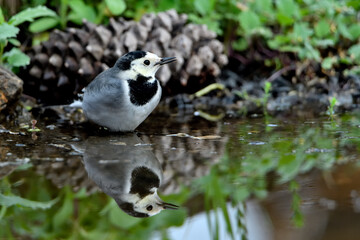 lavandera blanca​ o aguzanieves  bebiendo ba&ntilde;&aacute;ndose y comiendo en el estanque del parque (Motacilla alba)