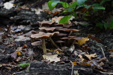 mushrooms in the forest