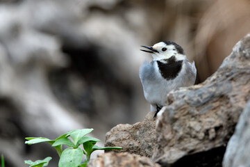 lavandera blanca​ o aguzanieves posada en un tronco viejo (Motacilla alba)