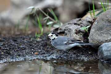 lavandera blanca​ o aguzanieves  bebiendo bañándose y comiendo en el estanque del parque (Motacilla alba)