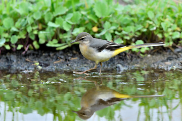 lavandera cascadeña comiendo y bañándose en el estanque de parque (motacilla cinerea). Guaro Andalucía España