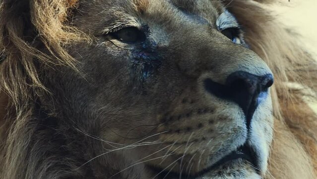 Big male lion king beautiful morning portrait, Southwest African lion close look filmed on high quality high speed camera nikon z9 