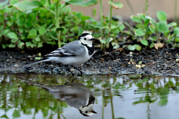 lavandera blanca​ o aguzanieves  bebiendo bañándose y comiendo en el estanque del parque (Motacilla alba)