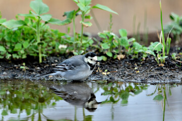 lavandera blanca​ o aguzanieves  bebiendo bañándose y comiendo en el estanque del parque (Motacilla alba)