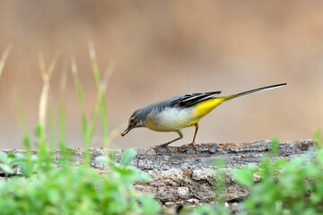 lavandera cascadeña comiendo y bañándose en el estanque de parque (motacilla cinerea)