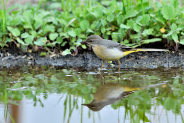 lavandera cascadeña comiendo y bañándose en el estanque de parque (motacilla cinerea)
