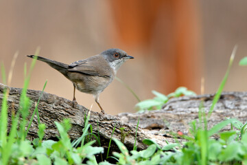  curruca cabecinegra​ o curruca de los brunos (Sylvia melanocephala) posada sobre un viejo tronco con brotes verdes 