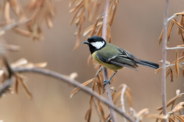  carbonero común  posado en una rama (Parus major)