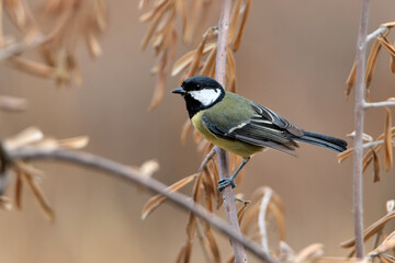  carbonero común  posado en una rama (Parus major)
