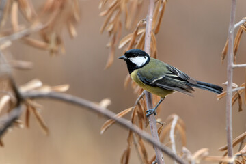  carbonero común  posado en una rama (Parus major)