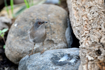  curruca mirlona posada en las piedras del estanque del parque (Sylvia hortensis)​