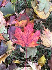 autumn leaves background