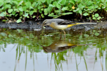 lavandera cascadeña comiendo y bañándose en el estanque de parque (motacilla cinerea)