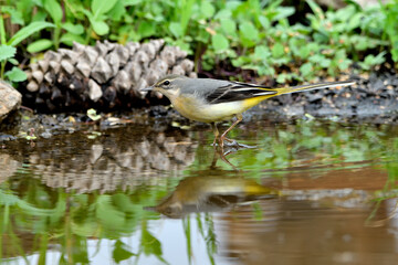 lavandera cascadeña comiendo y bañándose en el estanque de parque (motacilla cinerea)