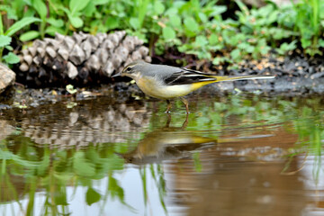lavandera cascadeña comiendo y bañándose en el estanque de parque (motacilla cinerea). Guaro Andalucía España