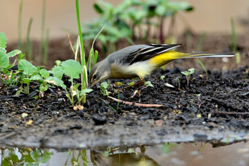 lavandera cascadeña comiendo y bañándose en el estanque de parque (motacilla cinerea)