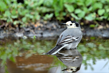 lavandera blanca​ o aguzanieves en el estanque del parque (Motacilla alba)