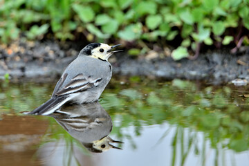 lavandera blanca​ o aguzanieves en el estanque del parque (Motacilla alba)