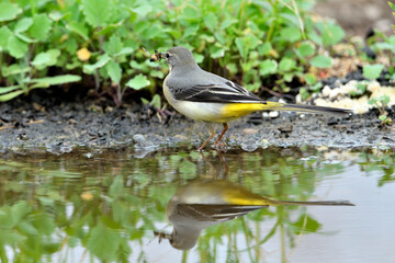 lavandera cascadeña comiendo y bañándose en el estanque de parque (motacilla cinerea)