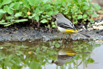 lavandera cascadeña comiendo y bañándose en el estanque de parque (motacilla cinerea)